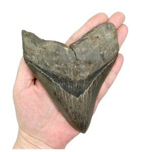 Prehistoric Otodus Megalodon Fossilized Shark Tooth Massive Top Quality Specimen